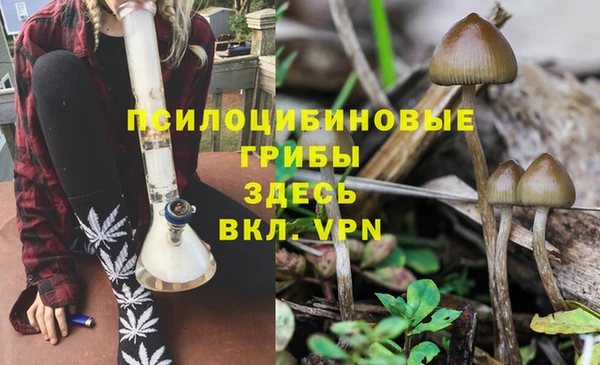шишки Новозыбков